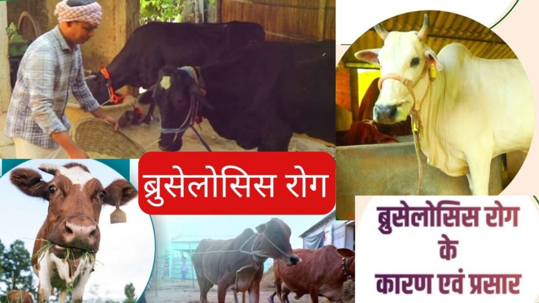 इस कारण मादा पशु का गर्भपात हो जाता है.