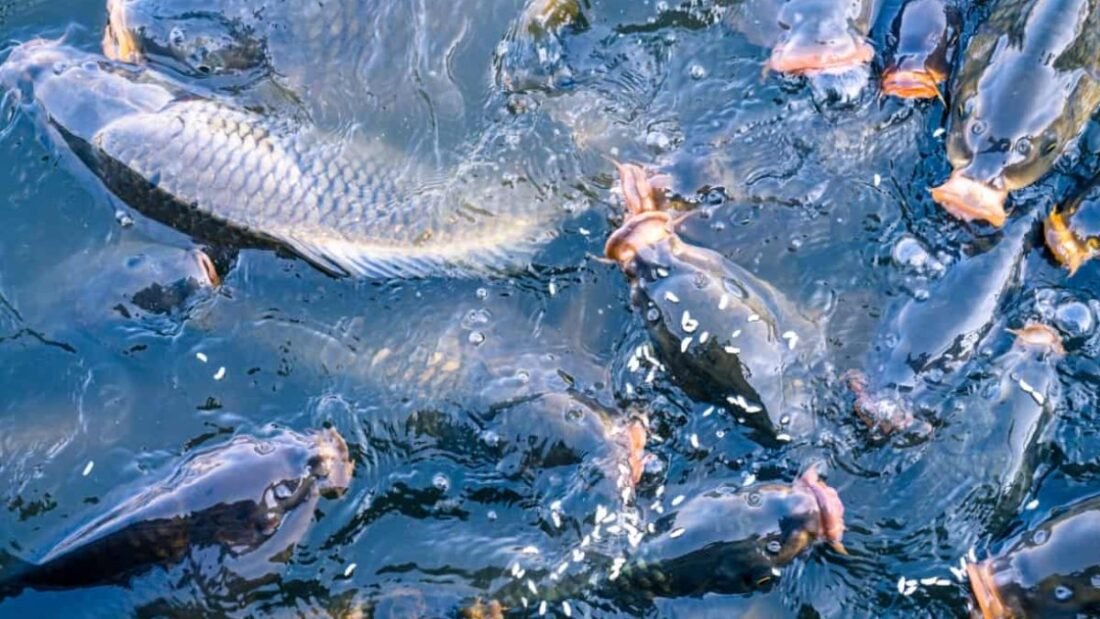 Fisheries Infrastructure Development Fund and emphasized on tapping India's vast marine resources.