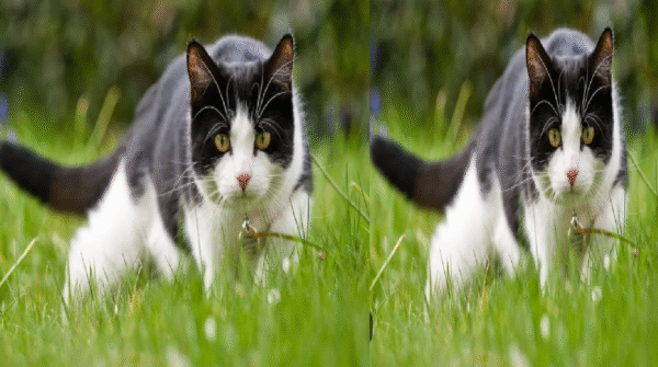 livestock animal news