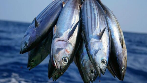 Ambassa, Dhalai Tripura, were recognized for their outstanding performance in the sector. Furthermore, the best-performing fisheries cooperative societies