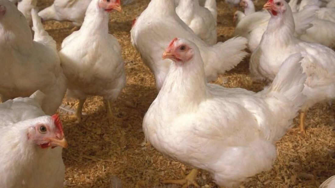 DAHD has formulated the Poultry Disease Action Plan