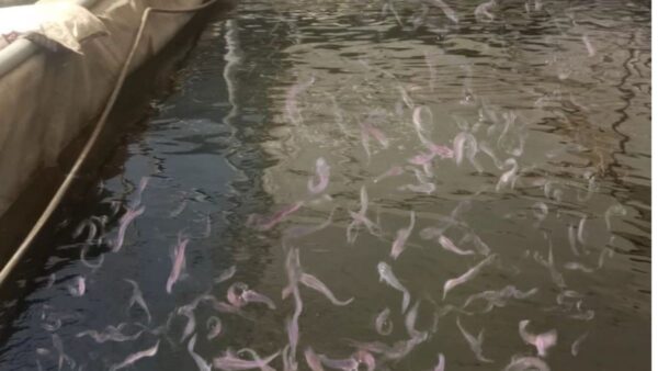 आधा दर्जन लोगों को रोजगार दे रहे हैं साथ ही अपने कारोबार को बढ़ा रहे हैं.