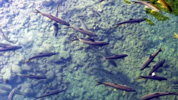 as well as rising input costs and low market prices for their products.