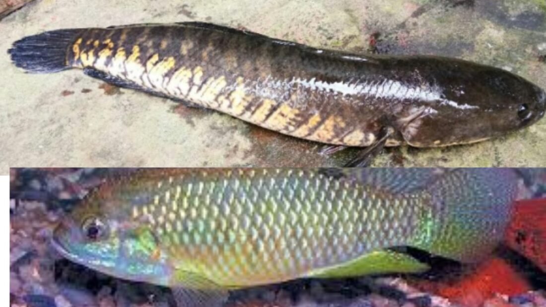 fish farmers and other stakeholders through National Fisheries Digital Platform