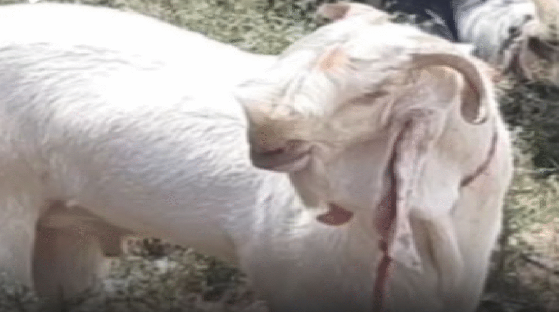 goat farm