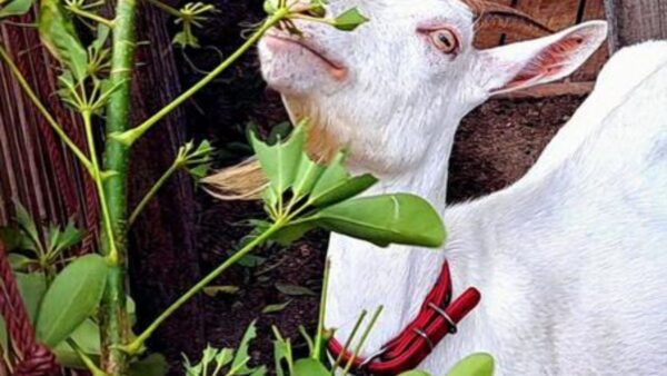 During the meeting, State Fisheries Officials provided updates on the status, progress, and key challenges in promoting inland saline and shrimp aquaculture.