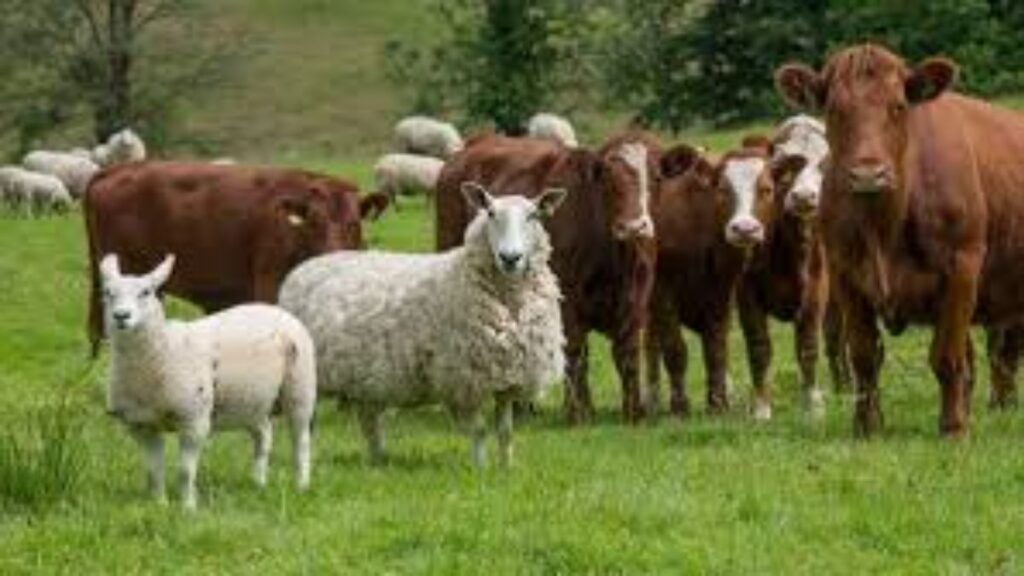 Animal Husbandry: Implementing Rashtriya Gokul Mission For Development ...