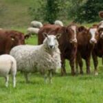 Further, the data for consumption of milk is not available with the Department.