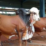 In the last few years, the problem of stray cattle has taken a frightening form in Uttar Pradesh and other states.
