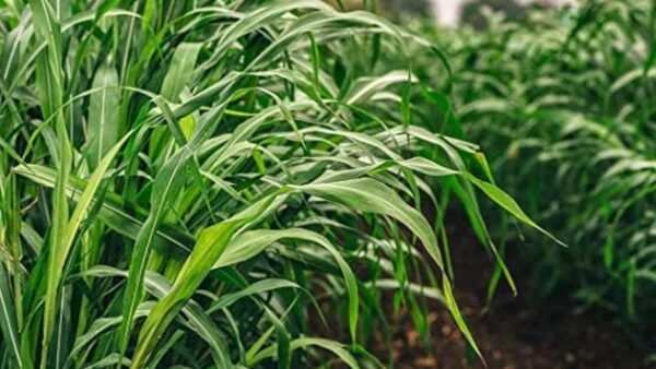 चारा के स्टॉक को बारीकी से देखें और दिन में कम से कम दो बार निगरानी करें.