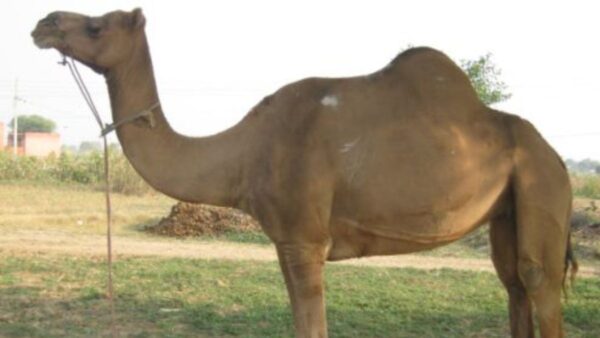 मेवाती ऊंट भी वजन ढोने वाली नस्ल है.