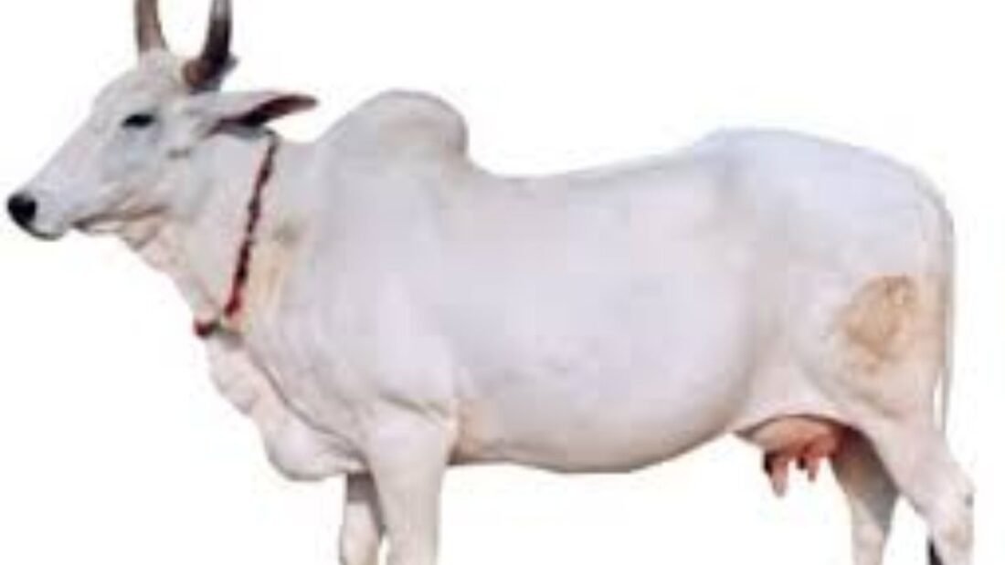 ये मेवाती गाय मेवाती राजस्थान के अलवर, भरतपुर जिले, हरियाणा का मेवात क्षेत्र उत्तर प्रदेश के मथुरा जिले पाई जाती हैं.