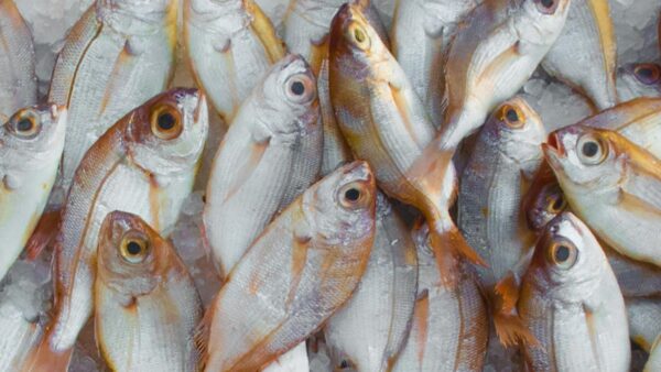 for startups regarding validation of their products & services, access to funding, market linkages, technology adoption and sustainability concerns.