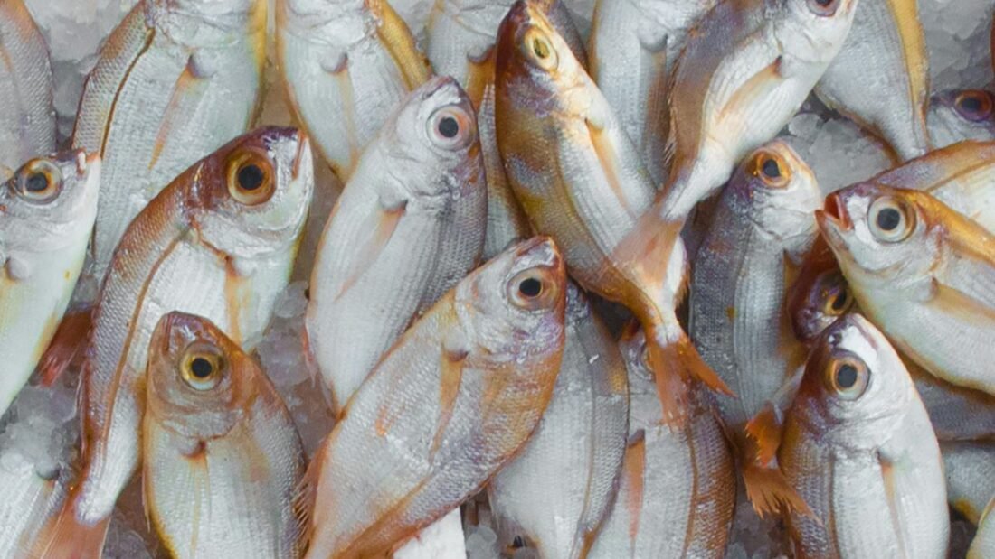 State Fisheries Officials provided updates on the status, progress, and key challenges in promoting inland saline and shrimp aquaculture.