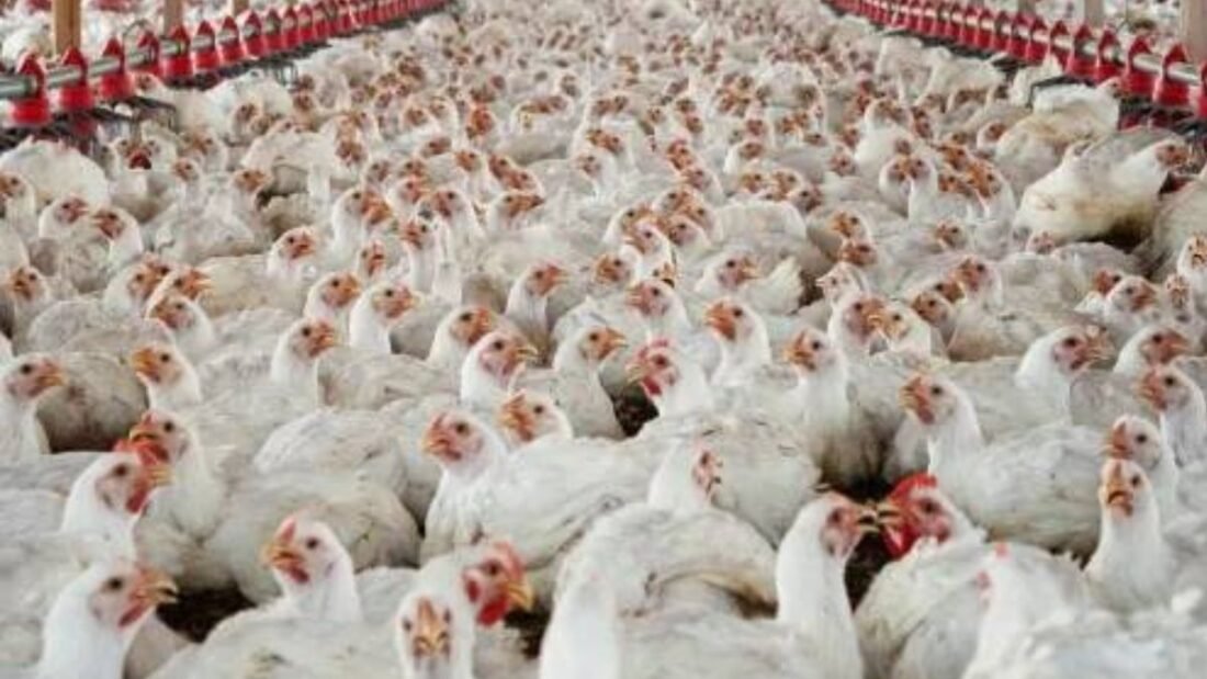 in veterinary care to enhance livestock health and disease control while ensuring the responsible use of drugs including antimicrobials.
