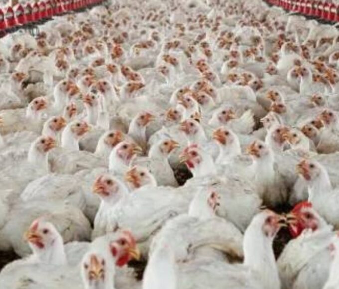 in veterinary care to enhance livestock health and disease control while ensuring the responsible use of drugs including antimicrobials.