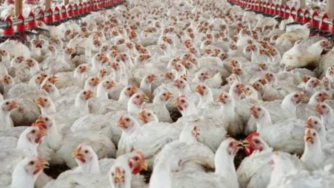 Vaccination reduces the use of antibiotics, hence reduce the AMR.