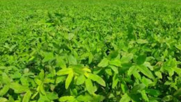 हरे चारे में बरसीम बेहद मायने रखती है. इसके जरिए पशु की हेल्थ तो सुधरती है साथ ही खेत की उवर्रक क्षमता भी बढ़ती है.