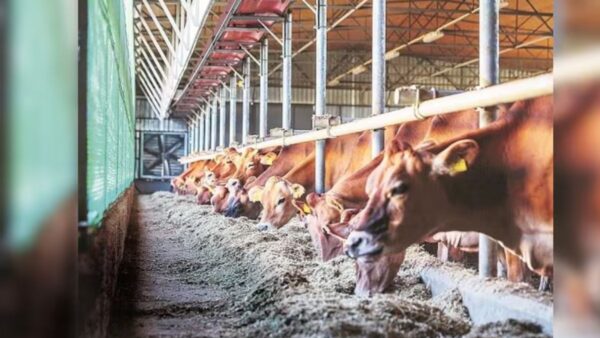 Prani Mitra Award for their meritorious and outstanding services for the cause of protection of animals and promotion of Animal Welfare in general.