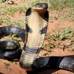 कोबरा एक दंश में कुल 150-350 मिलीग्राम विष शरीर में छोड़ता है