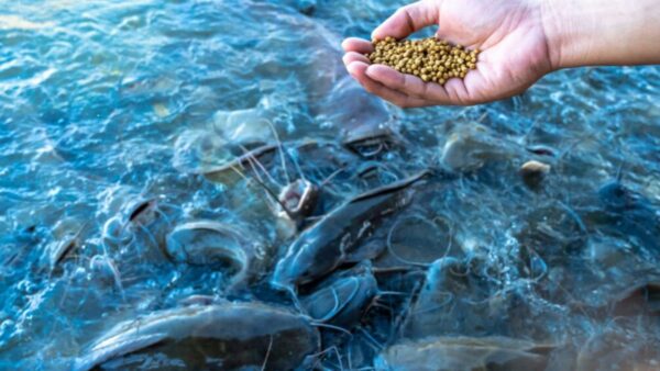 Extension of Kisan Credit Card (KCC) facility to fishers and fish farmers, in the year 2018-19 to help them to meet their working capital needs for pisciculture.