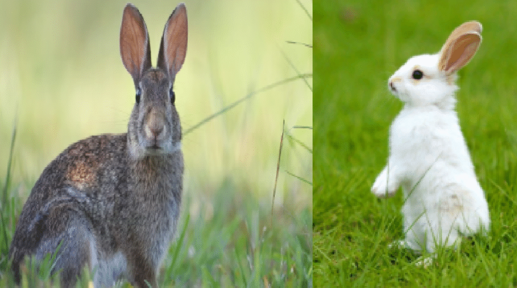 Rabbit Husbandry: खरगोश को खिलाएं ये 20 प्राकृतिक और किफायती आहार ...